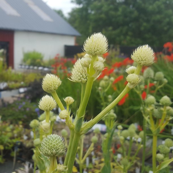Eryngium yuccifolium. <br/>Yuccabladet mandstro