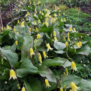 Erythronium 'Pagoda'. <br/>Hundetand
