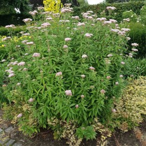 Eupatorium cannabinum. <br/>Hjortetrst
