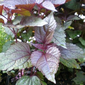 Ageratina altissima 'Chocolate'. <br/>Hjortetrst