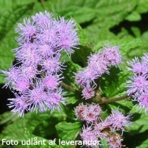 Conoclinium coelestinum. <br/>Hjortetr�st