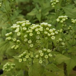 Ageratina altissima LUCKY MELODY ('Allmelody'). <br/>Hjortetrst