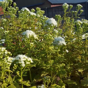 Ageratina altissima LUCKY MELODY ('Allmelody'). <br/>Hjortetrst