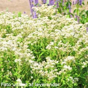 Eupatorium perfoliatum JS 'Witte Wolken'. <br/>Hjortetr�st