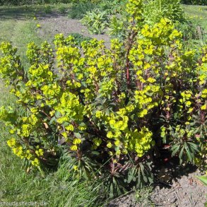 Euphorbia amygdaloides 'Purpurea'. <br/>Vortemlk