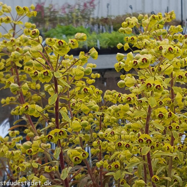 Euphorbia martinii 'Ascot Rainbow'. <br/>Vortemlk