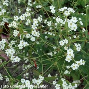 Euphorbia corollata. <br/>Vortem�lk