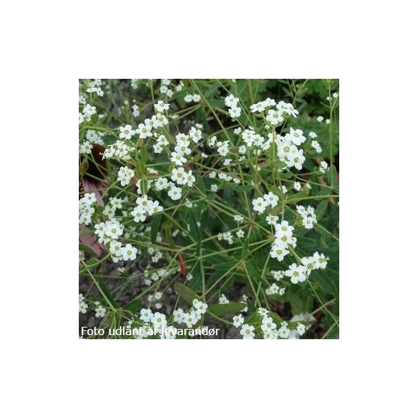 Euphorbia corollata. <br/>Vortem�lk