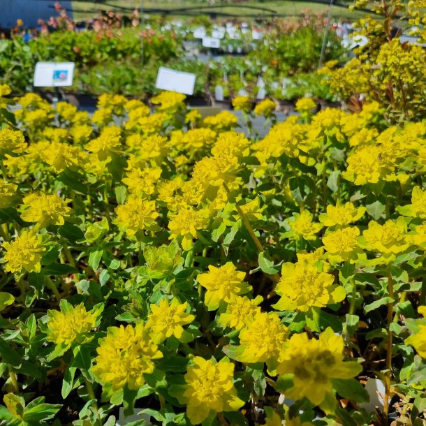 Euphorbia epithymoides. <br/>Forrsortemlk