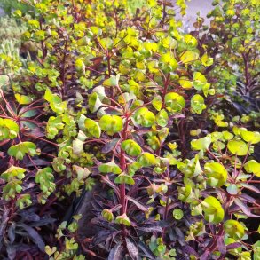 Euphorbia x martini MINER'S MERLOT 'Km-mm024'. <br/>Vortem�lk