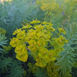 Euphorbia seguieriana subsp. nicciana. <br/>Vortemlk