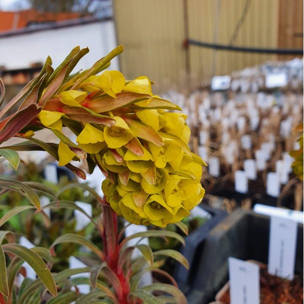 Euphorbia characias subsp. wulfenii 'Purple and Gold'. <br/> Vortem�lk
