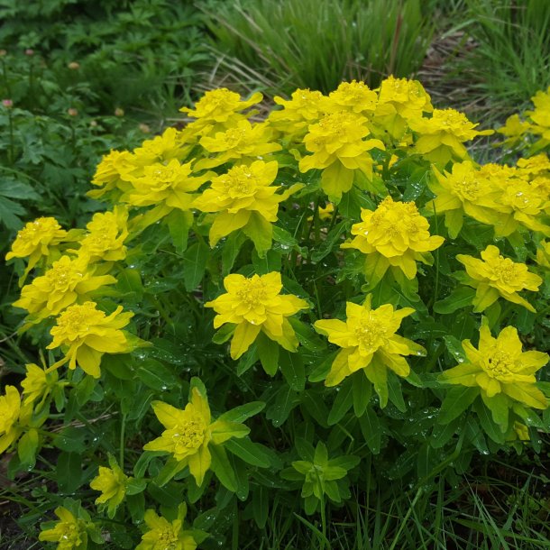 Euphorbia epithymoides 'Senior'. <br/>Vortem�lk