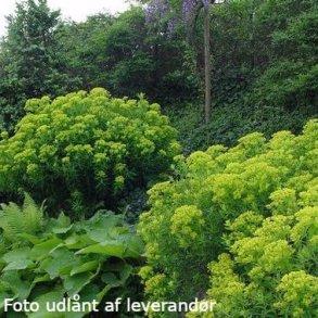 Euphorbia palustris 'Walenburg's Glorie' <br/>K�rvortem�lk