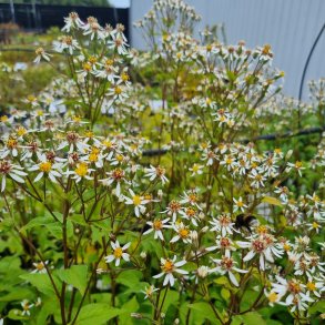 Eurybia macrophyllus 'Albus'.<br/>Asters
