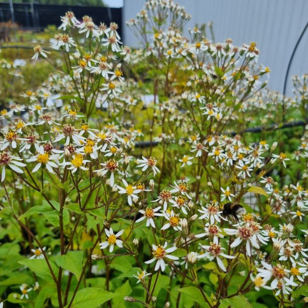 Eurybia macrophyllus 'Albus'.<br/>Asters