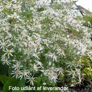 Eurybia divaricata 'Tradescant'.<br/>Skovasters