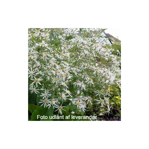 Eurybia divaricata 'Tradescant'.<br/>Skovasters