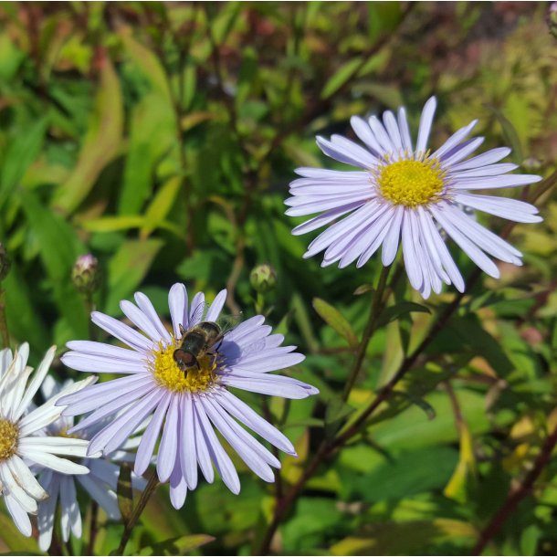 Eurybia spectabilis 'Macho Blue'. <br/>Asters