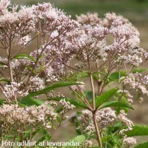 Eutrochium maculatum 'JS The Grey Zone'. <br/>Hjortetr�st