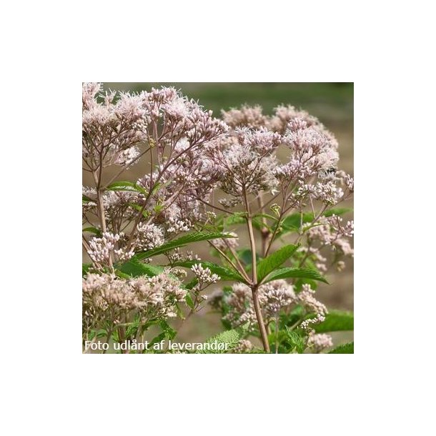 Eutrochium maculatum 'JS The Grey Zone'. <br/>Hjortetr�st