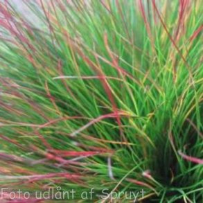 Festuca 'Walberla'. <br/>Bjrnegrs