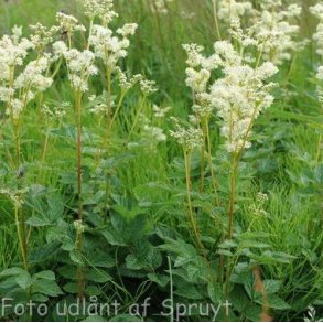 Filipendula vulgaris. <br/>Mjdurt