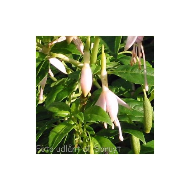 Fuchsia magellanica var. molinae. <br/>Havefuchsia