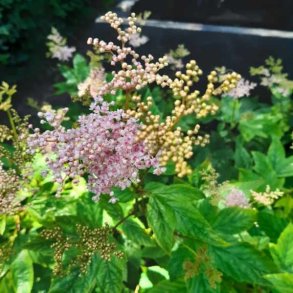 Filipendula purpurea 'Elegans'. <br/>Mjdurt