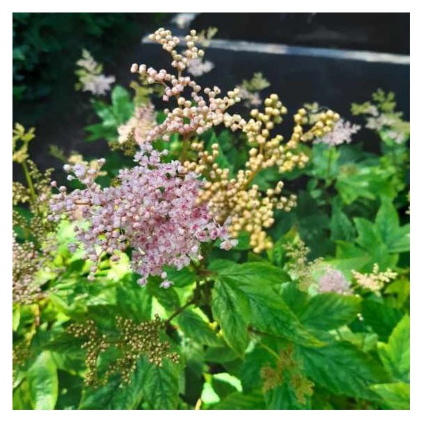 Filipendula purpurea 'Elegans'. <br/>Mjdurt