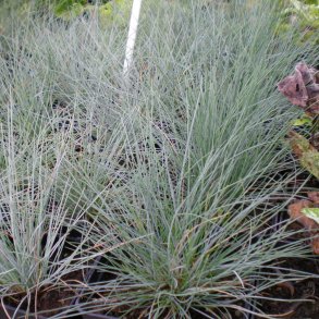 Festuca glauca 'Elijah Blue'. <br/>Bl bjrnegrs