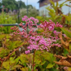Filipendula 'Kahome'. <br/>Mj�durt