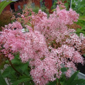 Filipendula rubra 'Venusta'. <br/>Mjdurt