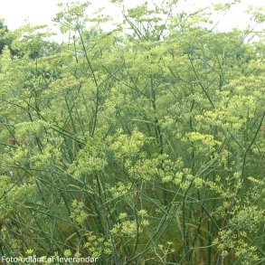 Foeniculum vulgare. <br/>Almindelig fennikel