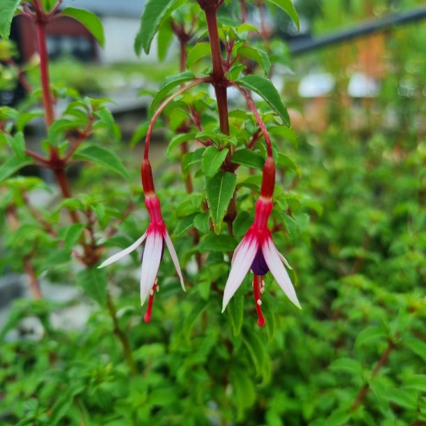 Fuchsia magellanica 'Arauco'. <br/>Havefuchsia