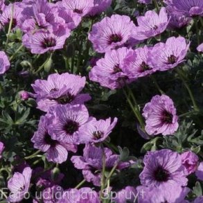 Geranium cinereum 'Ballerina'. <br/>Storkenb
