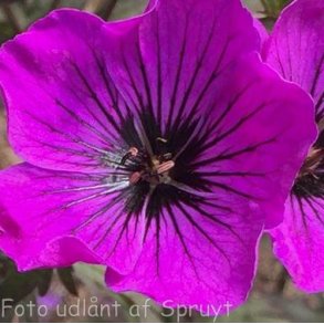 Geranium DARK EYES 'Macger001'. <br/>Storkenb