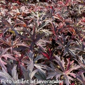 Geranium 'Femme Fatale'. <br/>Storkenb 