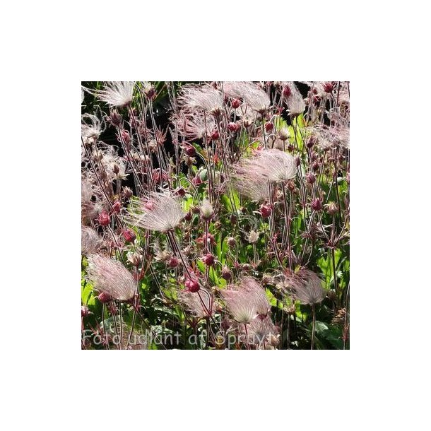 Geum triflorum 'Peace Pipe'. <br/>Nellikerod