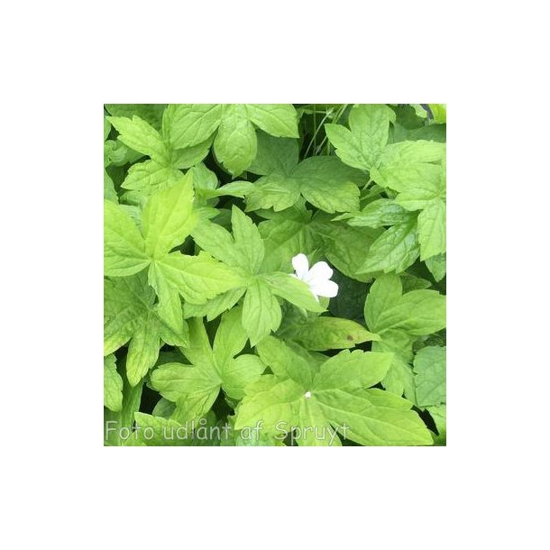 Geranium nodosum 'Silverwood'. <br/> Storkenb