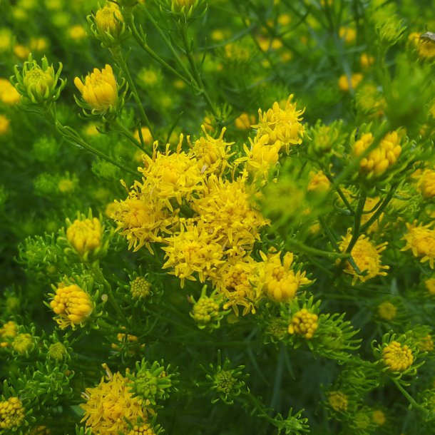 Galatella linosyris.<br/>Guldasters