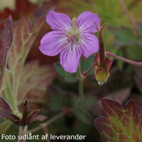Geranium 'Mazoretka'. <br/>Storken�b