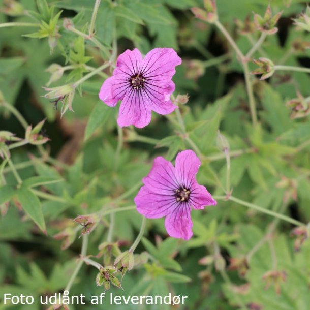 Geranium 'Red Admiral'. <br/>Storken�b