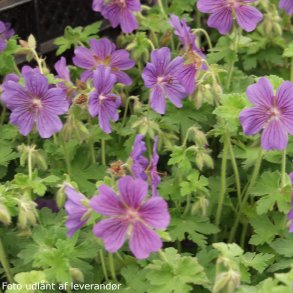 Geranium x magnificum 'Rosemoor'. <br/>Storken�b