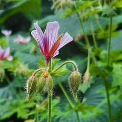 Geranium aristatum. <br/>Storkenb