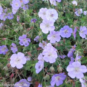 Geranium 'Azure Rush'. <br/>Storkenb