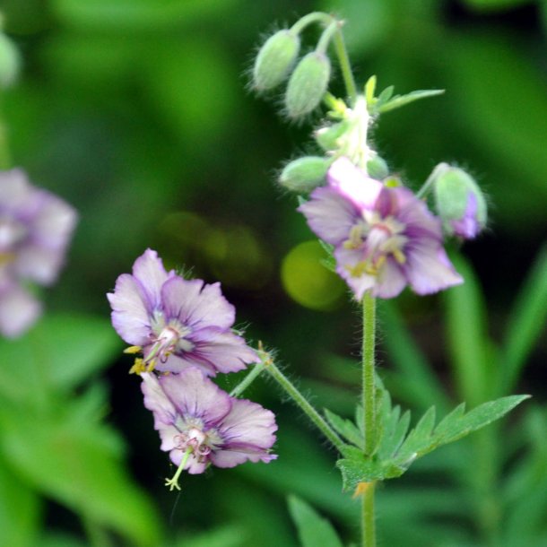 Geranium phaeum 'Calligrapher'. <br/>Blgekronet storkenb