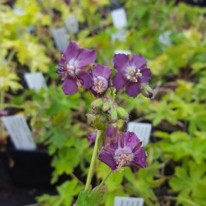 Geranium phaeum 'Golden Spring'. <br/>Blgekronet storkenb