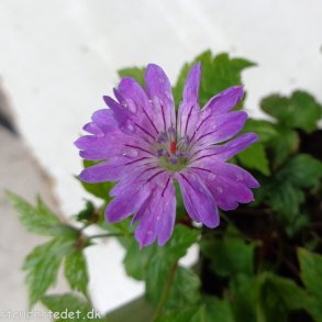 Geranium nodosum 'Marijke'. <br/>Storkenb