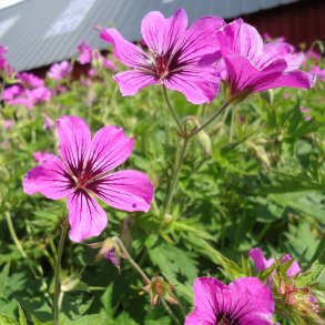Geranium PATRICIA 'Brempat'. <br/>Storkenb